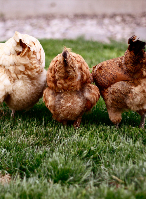 Trois poules GIRLY ME