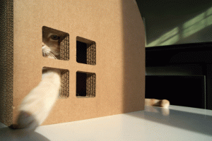 maison-chat-carton-1